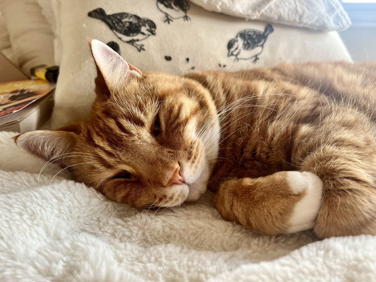 lovebillybragg's tweet photo. 🧡Morning Kitty gorgeousness 🧡
#CatsOfTwitter #Caturday #GingerJoy #CatsAreFamily https://t.co/O7wks0bKmJ