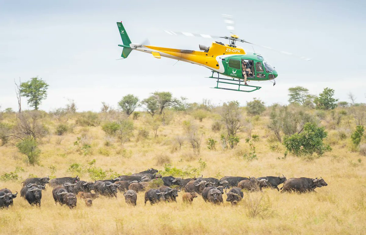 David Simelane, chief pilot of @SANParks, shares the importance of #H125 🚁 in safeguarding @SANParksKNP's biodiversity and wildlife. 🦒🐘🦏 Read the full story: fly.airbus.com/42c6BfC #MakingMissionsPossible