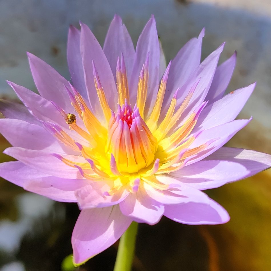 Waterlily.

#nature #NatureBeauty #beauty #beautiful #flower #flowerphotography #flowers #Plant #plants #TwitterNatureCommunity #TwitterNaturePhotography #gardeningX #flowersoftwitter #flowerlover #waterlily #purple