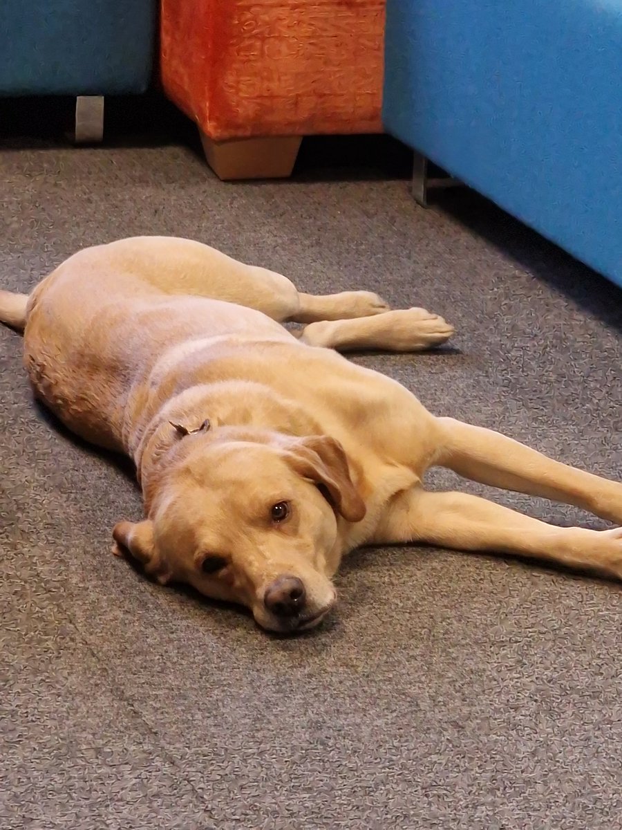 Another day, another special guest...Barney is today's Babble VIP and he's absolutely on his best behaviour! 
#labrador #meetingsolihull #solforsuccess #feelgood #researchmidlands #dogslife #FridayFeeling