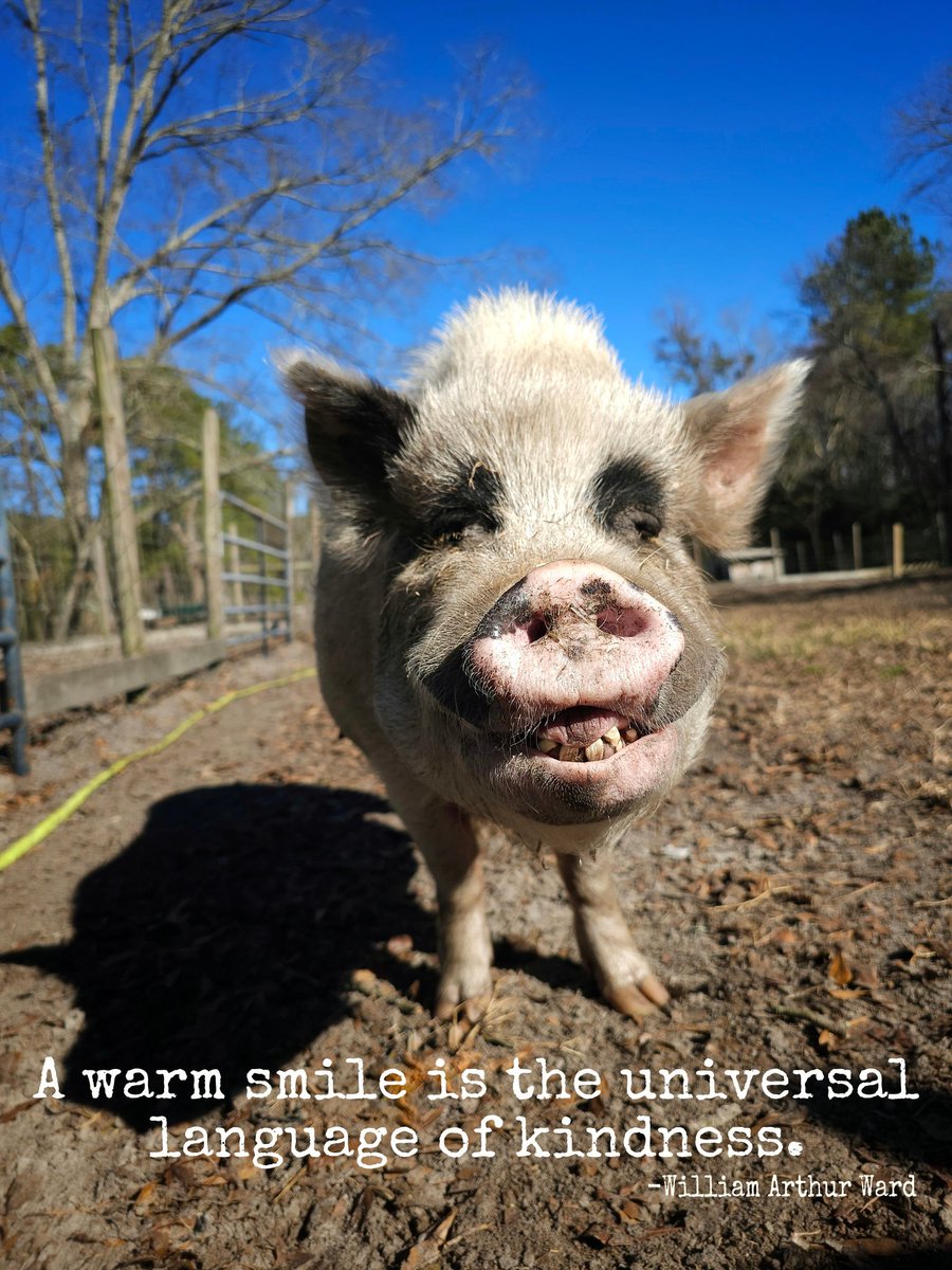 Flip Side Sanctuary tweet media