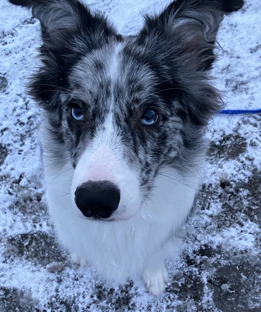 osomaro_'s tweet photo. 犬は健康にいい https://t.co/0Q7DdcnJe1