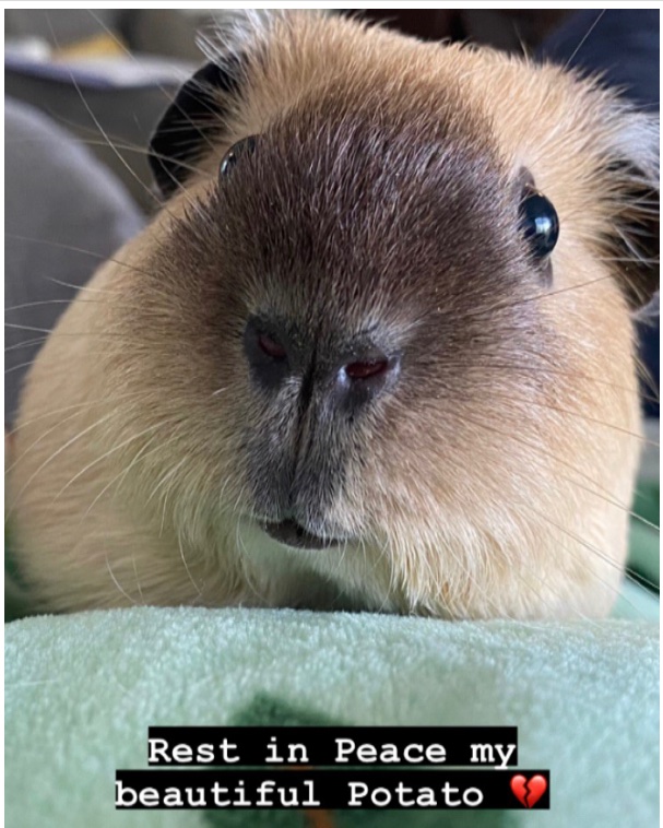 I love my adopted herd of guinea pigs but saying goodbye is always hard 💔
 #petloss #petlossgrief #guineapigs #guineapigsoftwitter #petadoption