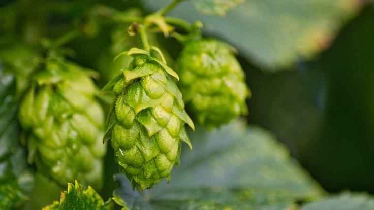 Enquête - L'emploi de houblon cultivé en France par les brasseries françaises

Tandis qu'en France les houblonnières gagnent du terrain, les ventes de houblon produit en France ont reculé de - 42 % sur le marché...

buff.ly/48YZCc1

<a href="/brasseursfrance/">Brasseurs de France</a>
<a href="/snbi_fr/">SNBI</a>
<a href="/agphfrance/">AGPH</a>