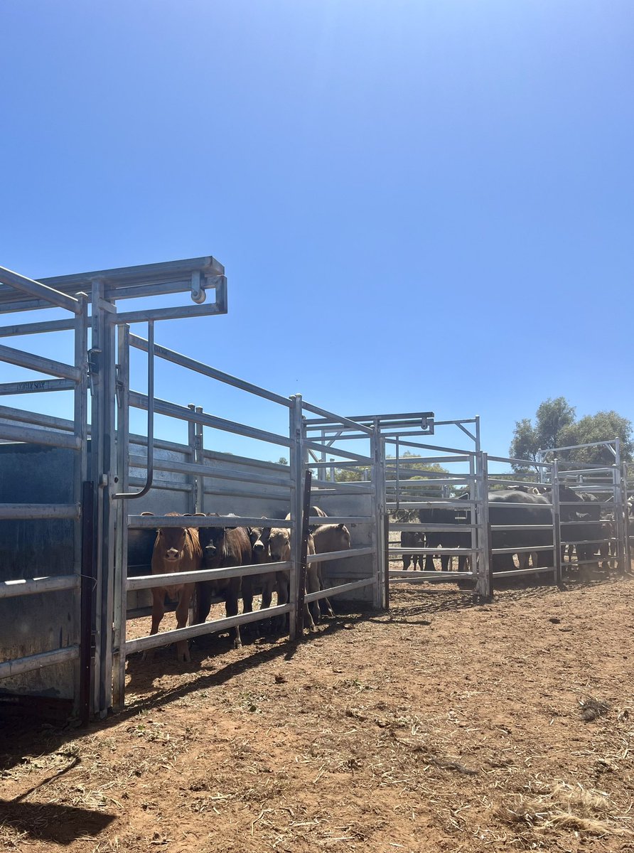 Big cattle day today with the commercial mob 🐮 
We’ve turned bulls into steers and the girls now have fancy new earrings!
Now I have the fun job of pairing up mums to calves!
Some mums do that good of a job they’re feeding other calves at the same time! 🤦🏼‍♀️
#robinsonfarms #cattle