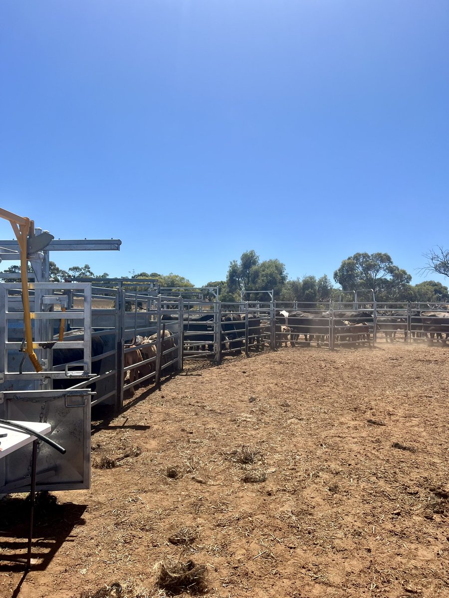 MrsC_Robinson's tweet photo. Big cattle day today with the commercial mob 🐮 
We’ve turned bulls into steers and the girls now have fancy new earrings!
Now I have the fun job of pairing up mums to calves!
Some mums do that good of a job they’re feeding other calves at the same time! 🤦🏼‍♀️
#robinsonfarms #cattle https://t.co/1wnWVgWVlM