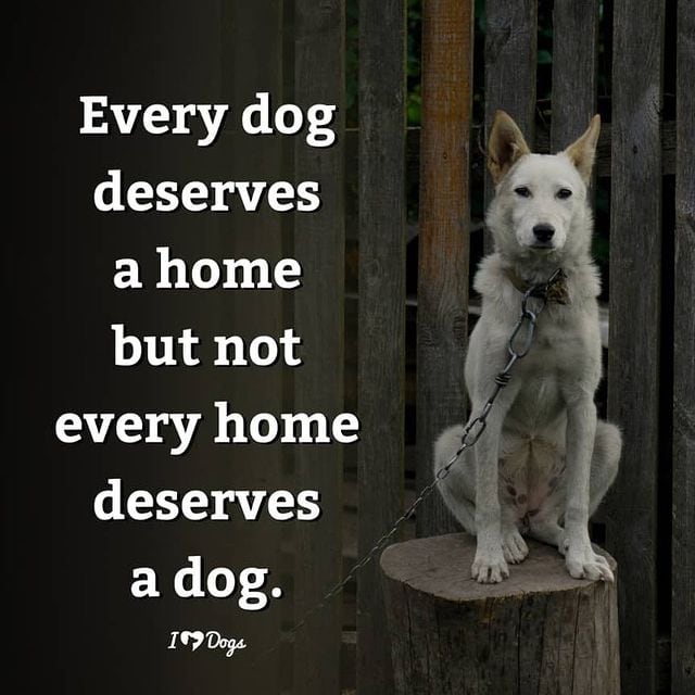 ROMANIA ANIMAL RESCUE (@animalromania) on Twitter photo 