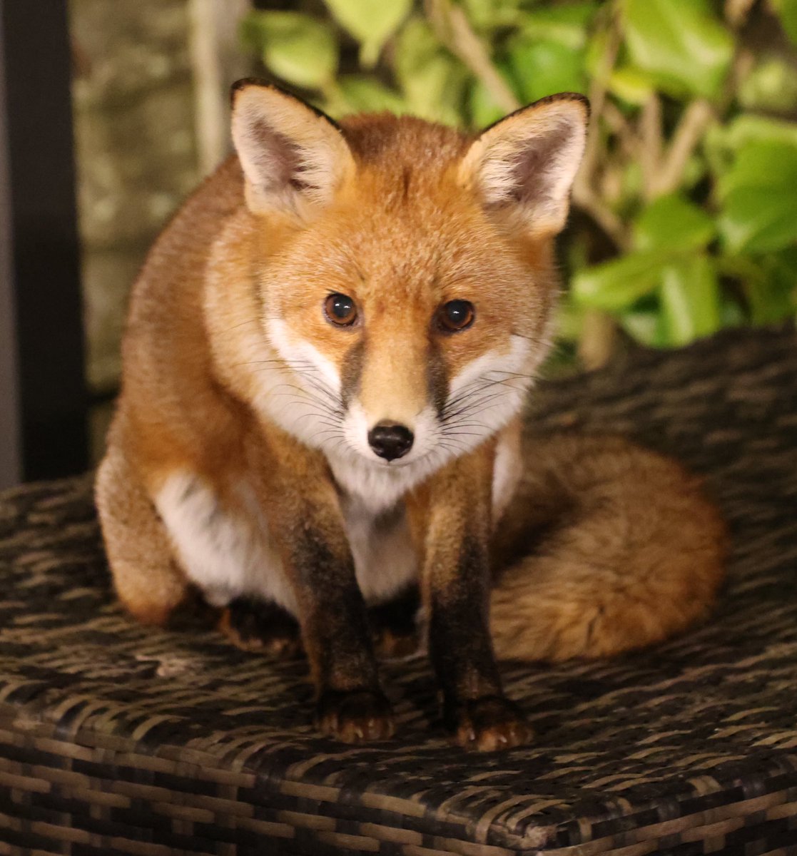 Beautiful red Fox on a #foxfriday #forfoxsake #forthefoxes #Fox #foxcub #Foxes #foxlove #foxlovers #FoxOfTheDay #foxofeveryday #TwitterNatureCommunity