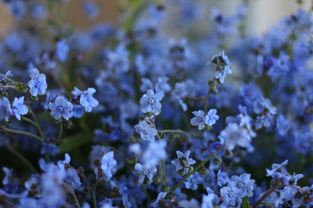 if tomozuha not canon why do their flowers look exactly like forget-me-nots which represent eternal true love, endless devotion and fidelity, a promise to always hold your lover in your memories, and an unbreakable bond between lovers