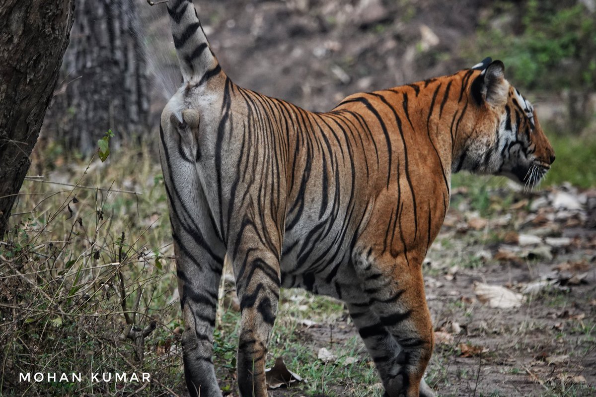 Master of the Wild: A tiger leaves its mark, scenting the jungle with authority.
.
.
.
#WildCatMarkings #TigerTerritory #NatureScent #BigCatRealm #JunglePresence #RoarAndMark #WildlifeSignature #InWildsWeTrust #WildLifeWonders #TigerTerritory #ScentMarkingMajesty <a href="/ntca_india/">National Tiger Conservation Authority</a>
