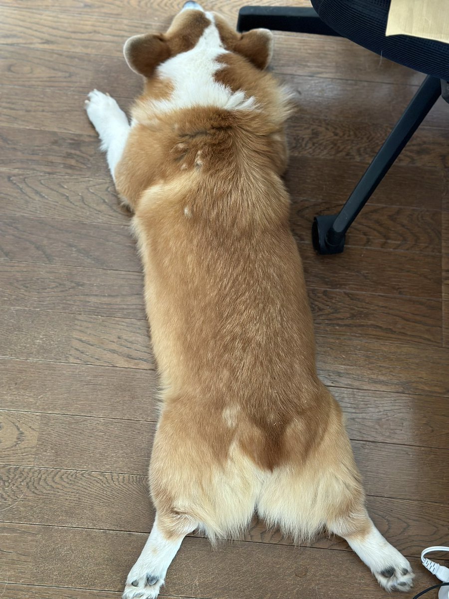 電池ゼロなのです…🪫

#犬 #コーギー #dog #corgi