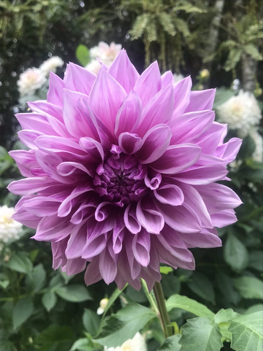 Happiness… #PinkFriday #Dahlia #gardens #DahliaLove #GardeningX #gardening #FridayFeeling #positivity #ThePhotoHour