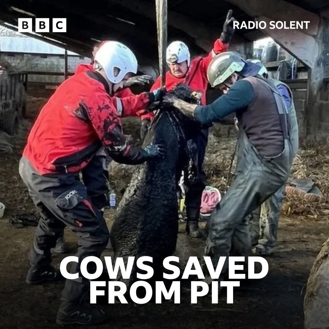 Fire crews saved the animals from an underground slurry. ▶ bbc.in/4aWCaOt