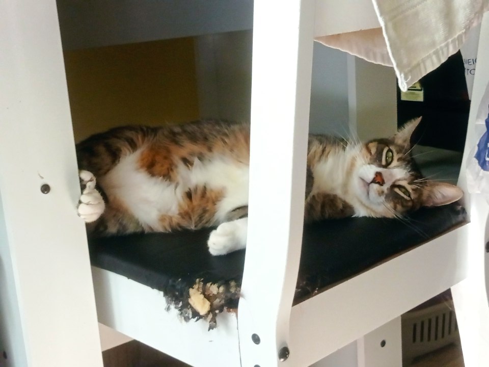 ShinxFa tweet picture