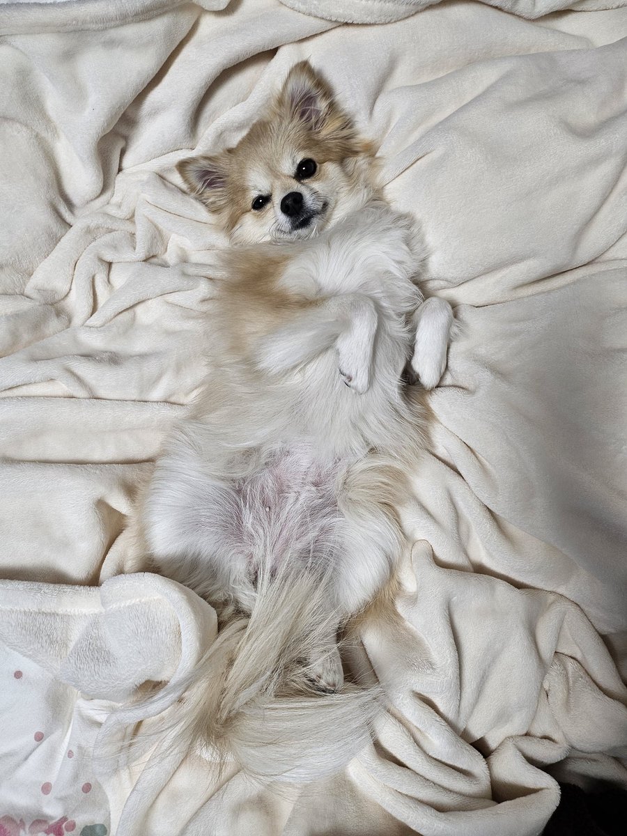 寝てたのにカメラ向けたら目開けるのなんで🥹
#犬 #ポメチワ #いぬのいる暮らし