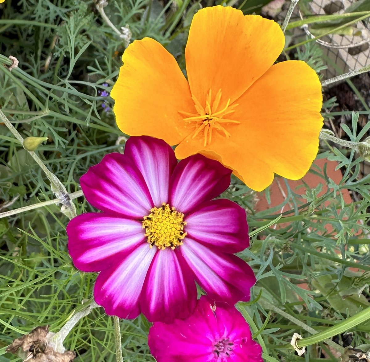 PotteringPolly's tweet photo. #AlphabetChallenge #weekc

C for Cosmos with its friend a Californian poppy

#FlowersOnFriday https://t.co/QPeTZM4npS