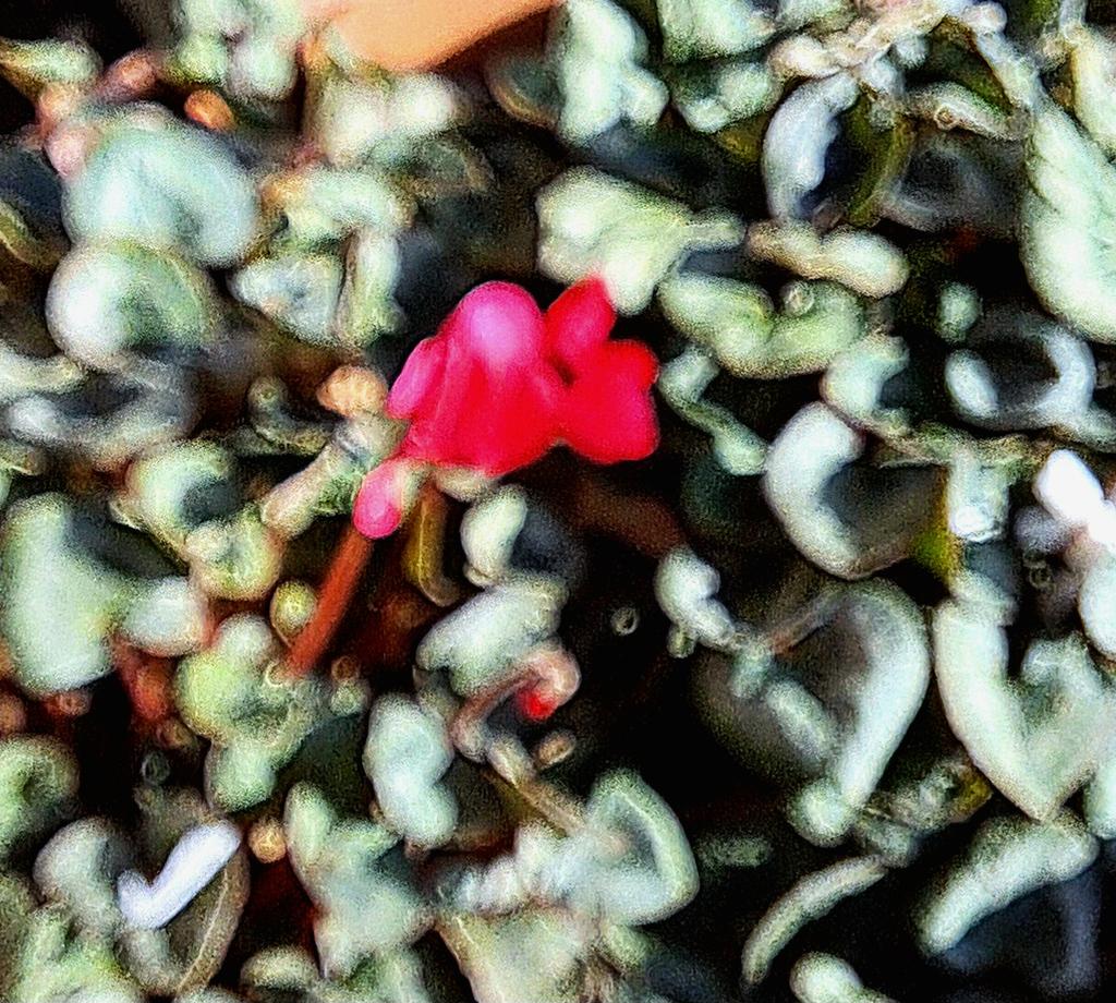 #FlowersOnFriday #Winterwatch2024 
#Red #cyclamen