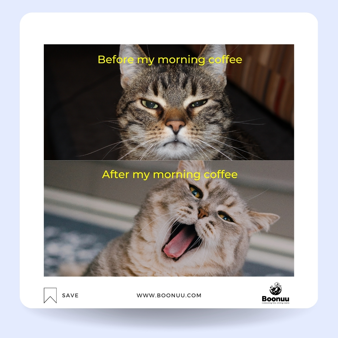 Boonuuofficial's tweet photo. Isn't it relatable?
That first sip of coffee and suddenly you're unstoppable! βπͺπ»
Visit - https://t.co/yQ7SIskqTW
#petservices #petgrooming #petapp #boonuuapp #appcomingsoon #boonuu #petcarejoy #petcommunity #furryfriends #bestpetcare #petlove #petcareservices #JoyfulPets https://t.co/ra7eo3RMqS