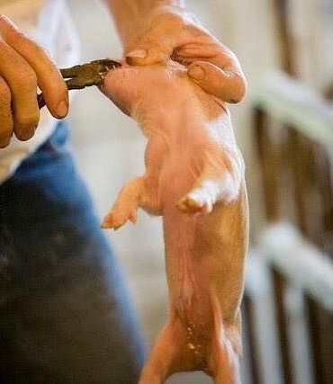 Son_of_Space's tweet image. 🧵1/3.
‘Animal Welfare’ measures exist solely to clean up the image of violent abuse industries whose overriding aim is to maximise profits by processing billions of living sentient individuals into products as fast as possible for gullible consumers.

#EndSpeciesism 
#BeVegan