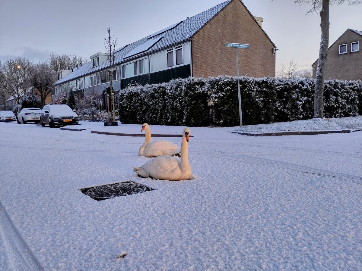 DSchrijft's tweet photo. Good morning. #sneeuw https://t.co/dQWc7Ok0hQ