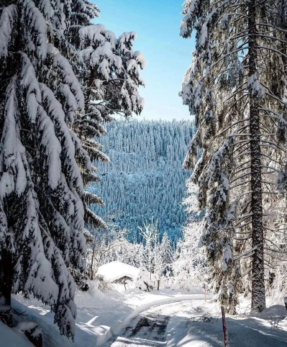 MirkoVasi2's tweet photo. Good morning 🌞❄️💙🌲🤍 https://t.co/7dEiu5id66