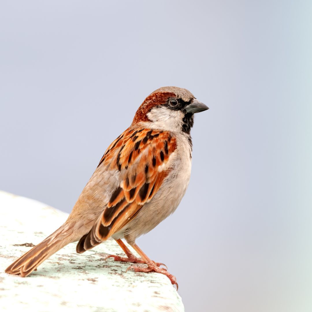 RSPB Big Garden BirdWatch 2024 starts in one week! What might you see?  Maybe a house sparrow, one of the most widespread birds in the U.K., but monitoring suggested the species declined around 71% between 1971 and 2008, so all sightings are a blessing 🙌#BigGardenBirdWatch