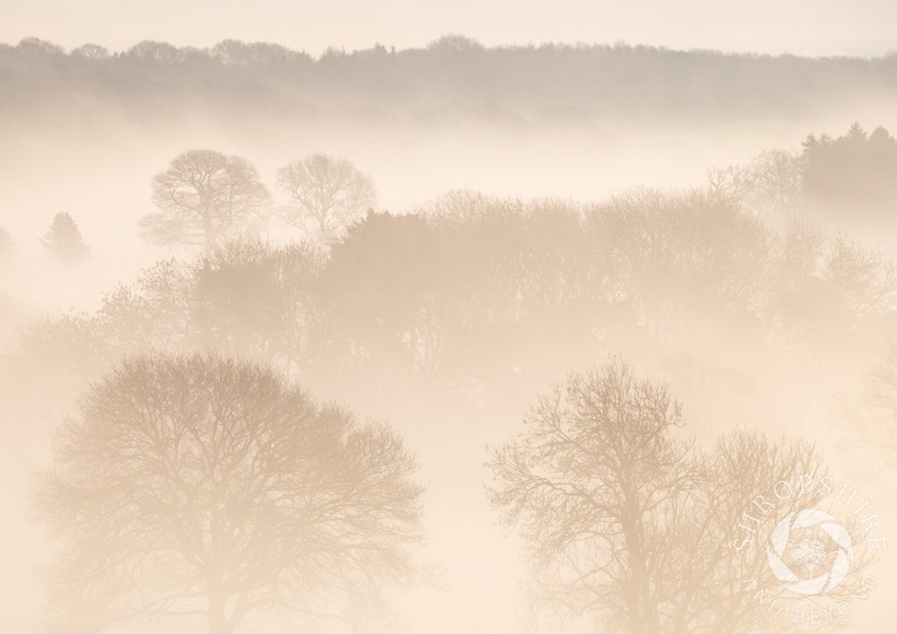 A magical morning in the Corvedale, with the skeletal shapes of trees rising above the mist. I spotted this scene near Much Wenlock while driving along the Craven Arms road. I wedged the car in what must be the narrowest lay-by in #Shropshire and managed to get this shot.