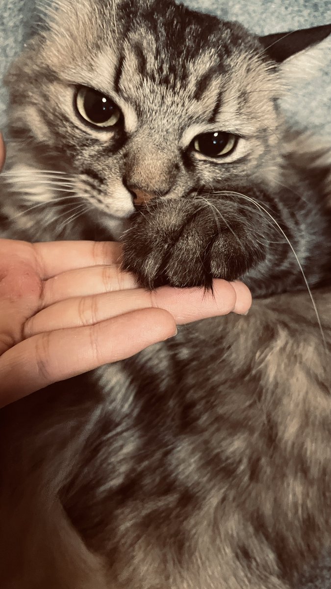 作画資料におてて見せてもらいました