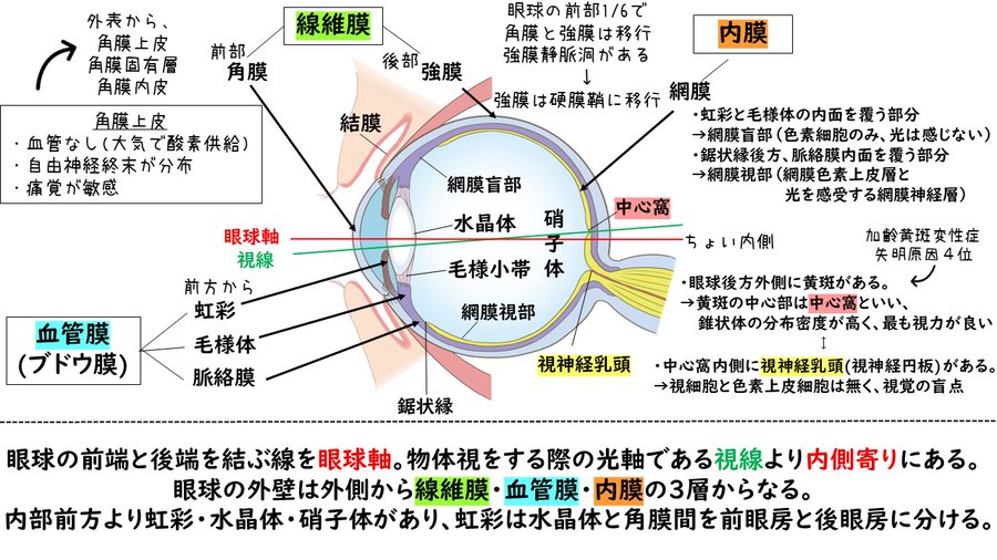 YaMato39830334's tweet photo. 第31回でこなかったんだから第32回はくるだろうという期待を込めて、性懲りもなく眼置いておきます🐰👀ﾊﾟｯﾁﾘ https://t.co/q4jpMlRbx4