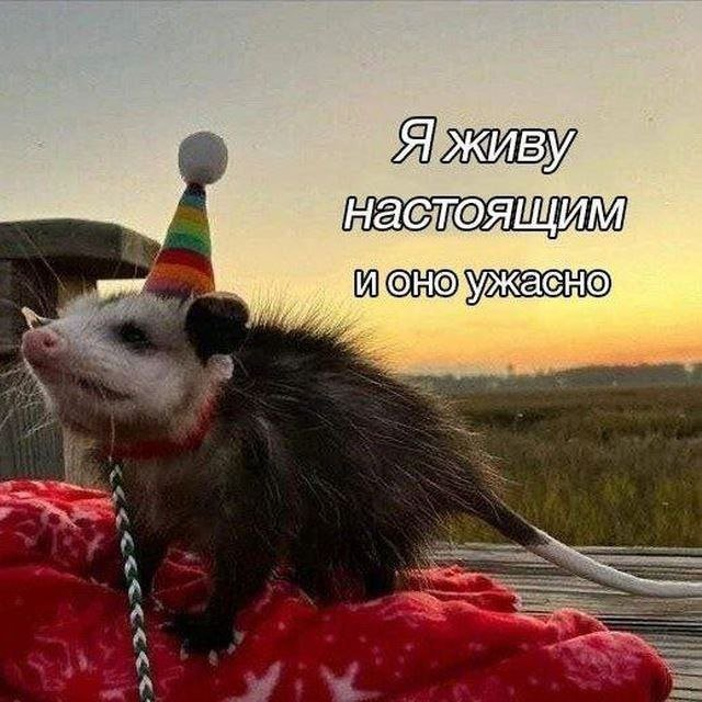 DeadPiht0's tweet image. 