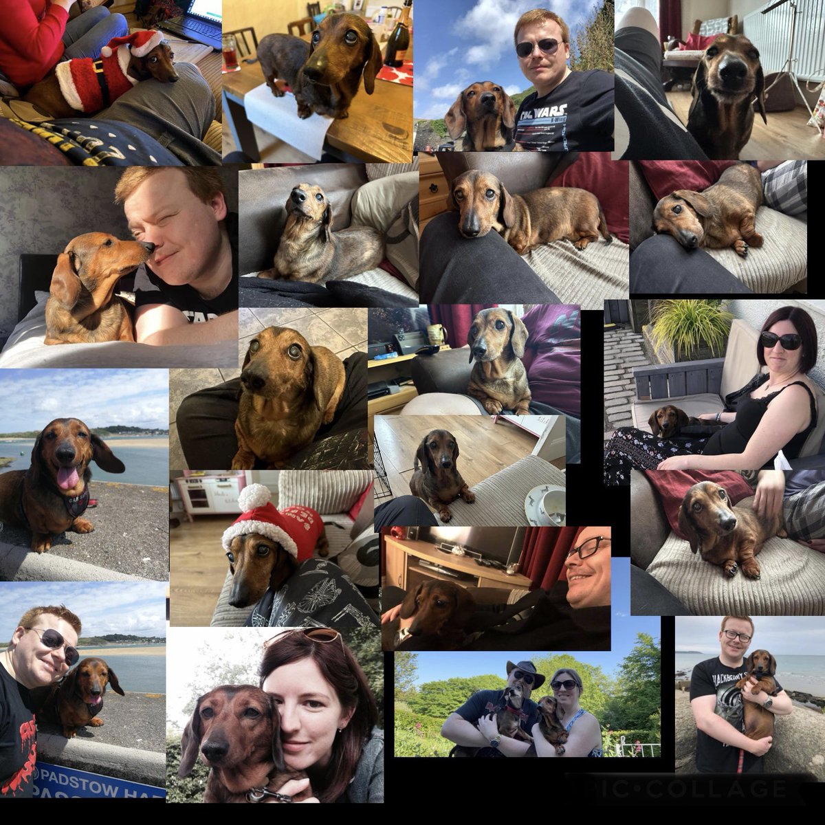 Happy 16th birthday to the cutest dog in the world, Lisa! 😃 it has been the greatest privilege in my life being one of your humans for the last 5 years, &amp; you’ve been my best friend ever since. I love you more than you’ll ever know little bear, Here’s hoping you live forever🙂🤞