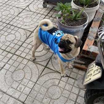 Dogson_X's tweet photo. Áo cho chó lớn ngộ nghĩnh, đáng iu cute 😍
Link mua : https://t.co/f28hKGaXtQ https://t.co/SCNy7SMm6a