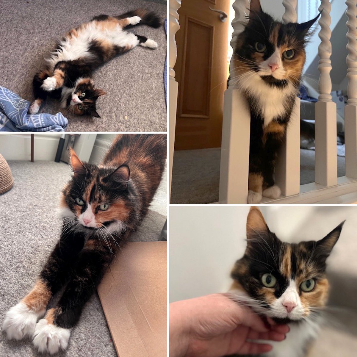 Here she is…. Poppy at home.

“She’s starting to settle well, especially upstairs! Still a bit timid about going downstairs!”

#HereForTheCats however long it takes 💜 

Thank you for sharing #CatsOnTwitter 😽

#CatsProtection #CatsAreFamily #CatsOnX #FridayFeline #Friday