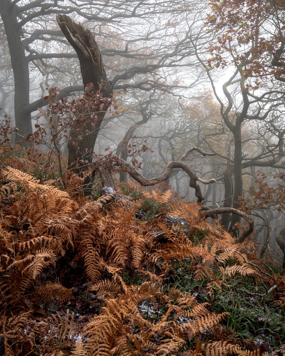 Some late Autumn colour and frost. @OPOTY @UKNikon #woodland #woodlandphotography #photo