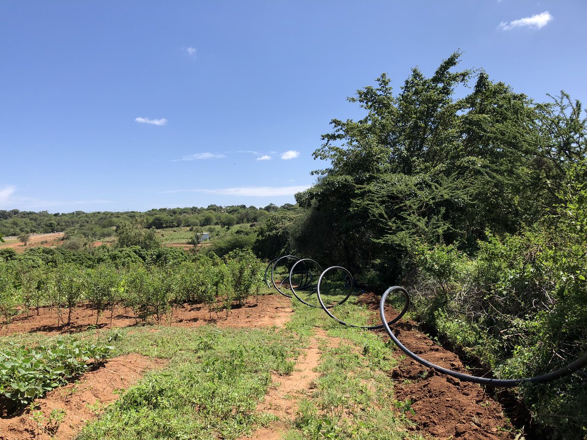 kalebndolo's tweet photo. Just to remind my loyal followers I remain your trusted partner in #dripirrigation and #waterextraction projects. https://t.co/MVfgi5937K