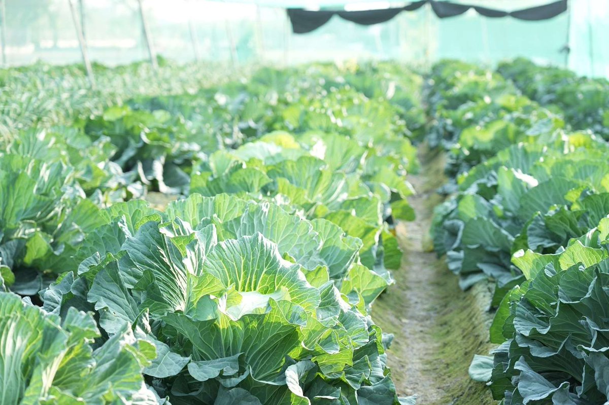NOTICIASTaiwan's tweet photo. ¿Has visto repollos así de grandes? 🥬
Son los #repollos gigantes de Erlun en el distrito de #Yunlin, en #Taiwán.
A medida que se acerca el Año Nuevo lunar, comienza la cosecha de estos repollos, populares por su tamaño, sabor dulce y textura crujiente. 😋
📷Gob. Dist. Yunlin https://t.co/UmgAGx4aCk