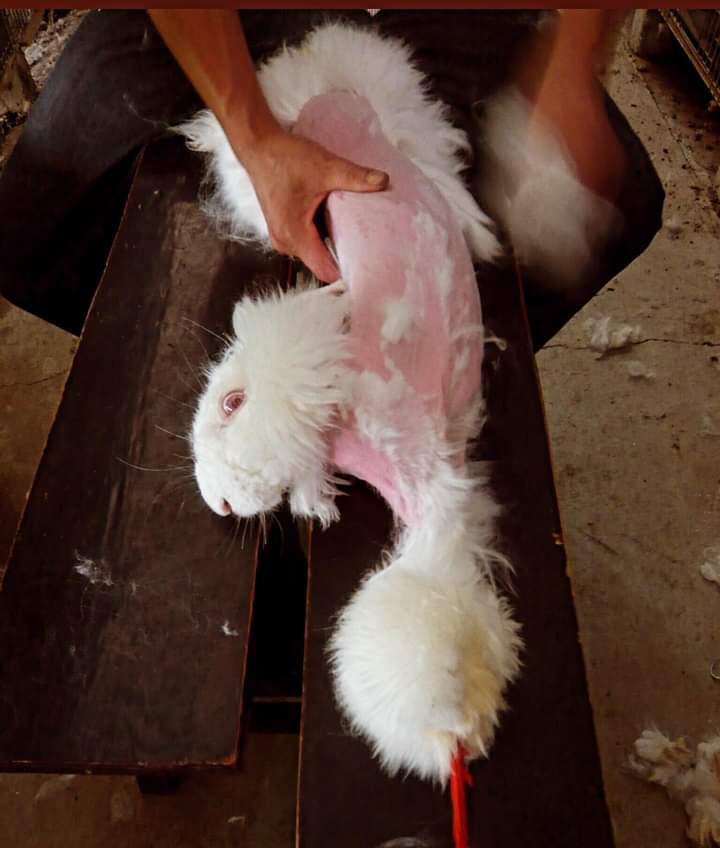 AdeaClaude's tweet photo. L’angora :

Les lapins sont ligotés et leurs poils leurs sont arrachés par poignées.
Les lapins sont vivants.
Imaginez juste une seconde leur douleur.
Puis, quand les poils ont repoussé, ça recommence.

Source : Peta https://t.co/Tt5jNwtl9G
