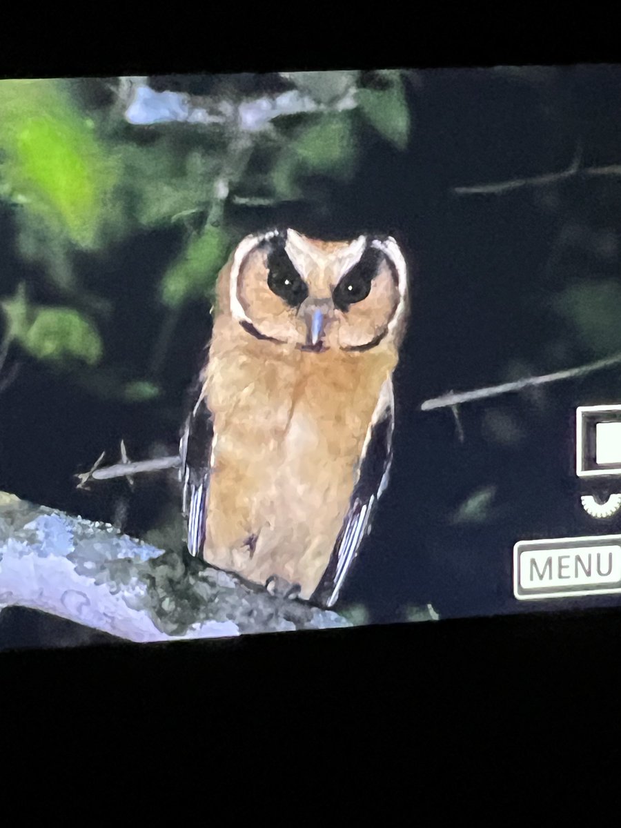 Delighted to finally see Buff- bellied Owl at Finca la Montana on our trip to Argentina.