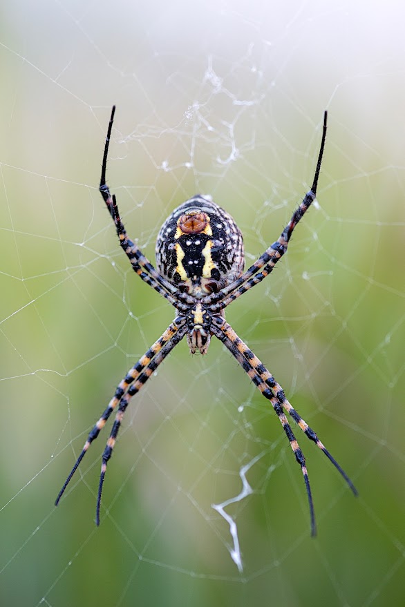 ¿Alguna vez has visto la araña tigre? Es una especie muy común en el sur de España. En los #JardinesdeAlmería 🏰🌴 puedes encontrarla tejiendo su hilo de seda que es considerado uno de los más resistentes.🕸️ Además, esta araña es inofensiva para los humanos🕷️🥰

<a href="/U_D_Almeria/">UD Almería</a>