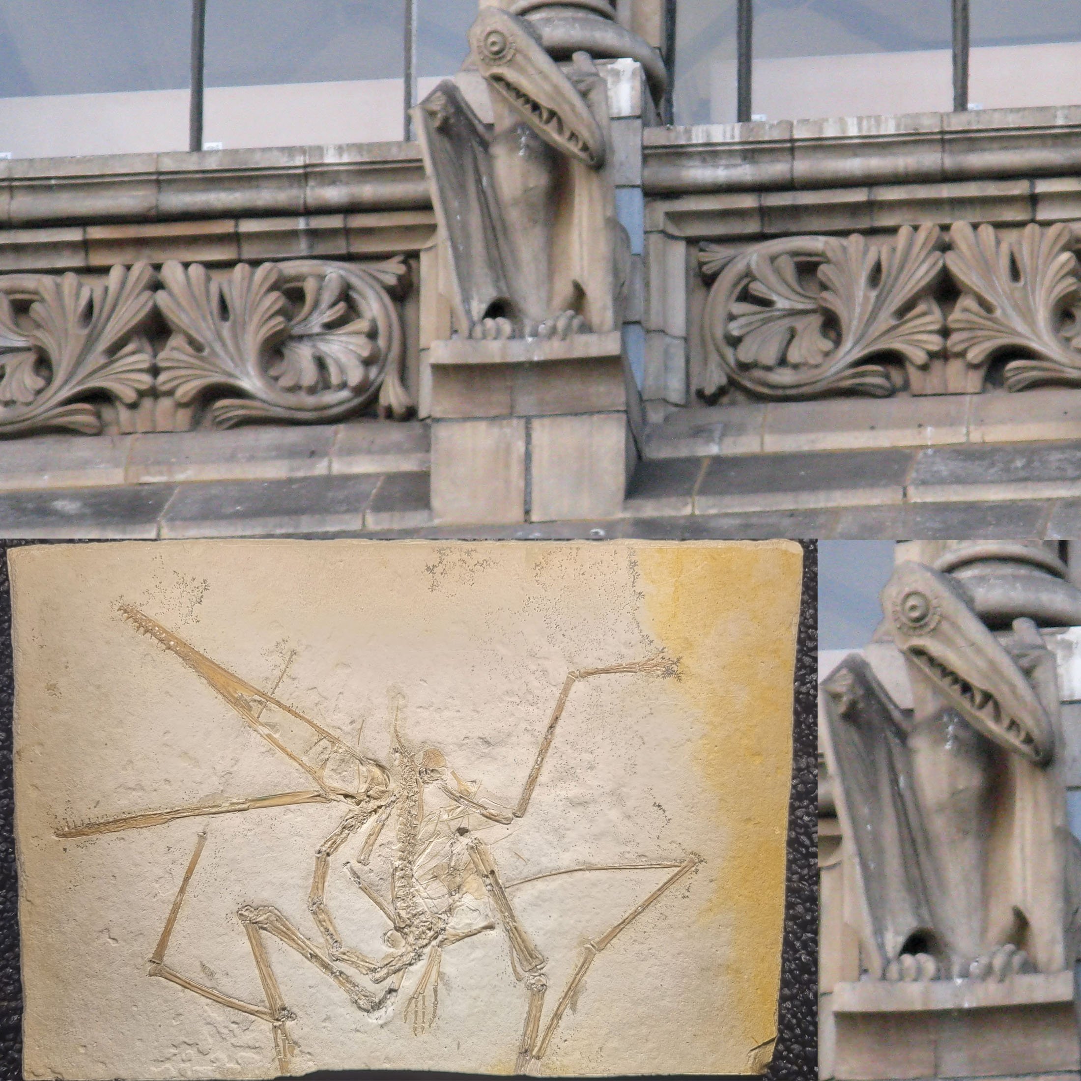Dr Dean Lomax on X: "The very first pterodactyl (described in 1784) and a  pterodactyl gargoyle at the Natural History Museum. #FossilFriday The  pterosaur was the first to be described, named Pterodactylus
