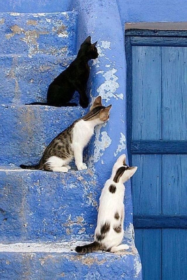 CorellaTej7982's tweet photo. #cats #gatos #AdoptaNoCompres #AdoptDontShop #CatsOnTwitter #catstagram #catstagram #catslover #blue #azul #bleu #blau #azurro #blu #gatitos #felizviernes #gaterio 😘👏🐱 https://t.co/F0LkHdZe7h