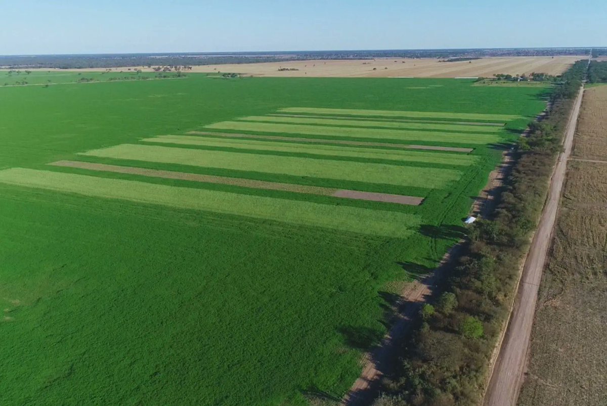 Science & data are critical tools to improve ♻️ within agrifood systems. Experts of @intaargentina are quantifying the positive impact of cover crops in water storage, nitrogen availability & biomass conservation. Articulated with no-till 🚜🌱, cover crops increase soil health.🇦🇷