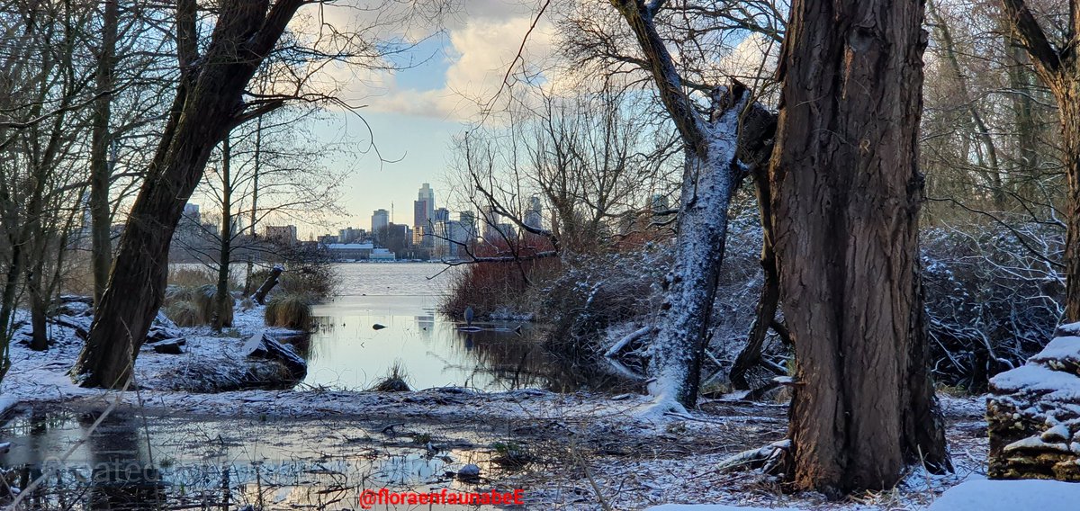 Goedemorgen iedereen op deze mooie #winterse dag. Geniet van deze winterse dagen zoals hier in het #KralingseBos en de #KralingsePlas #natuur #Sneeuw #photografy