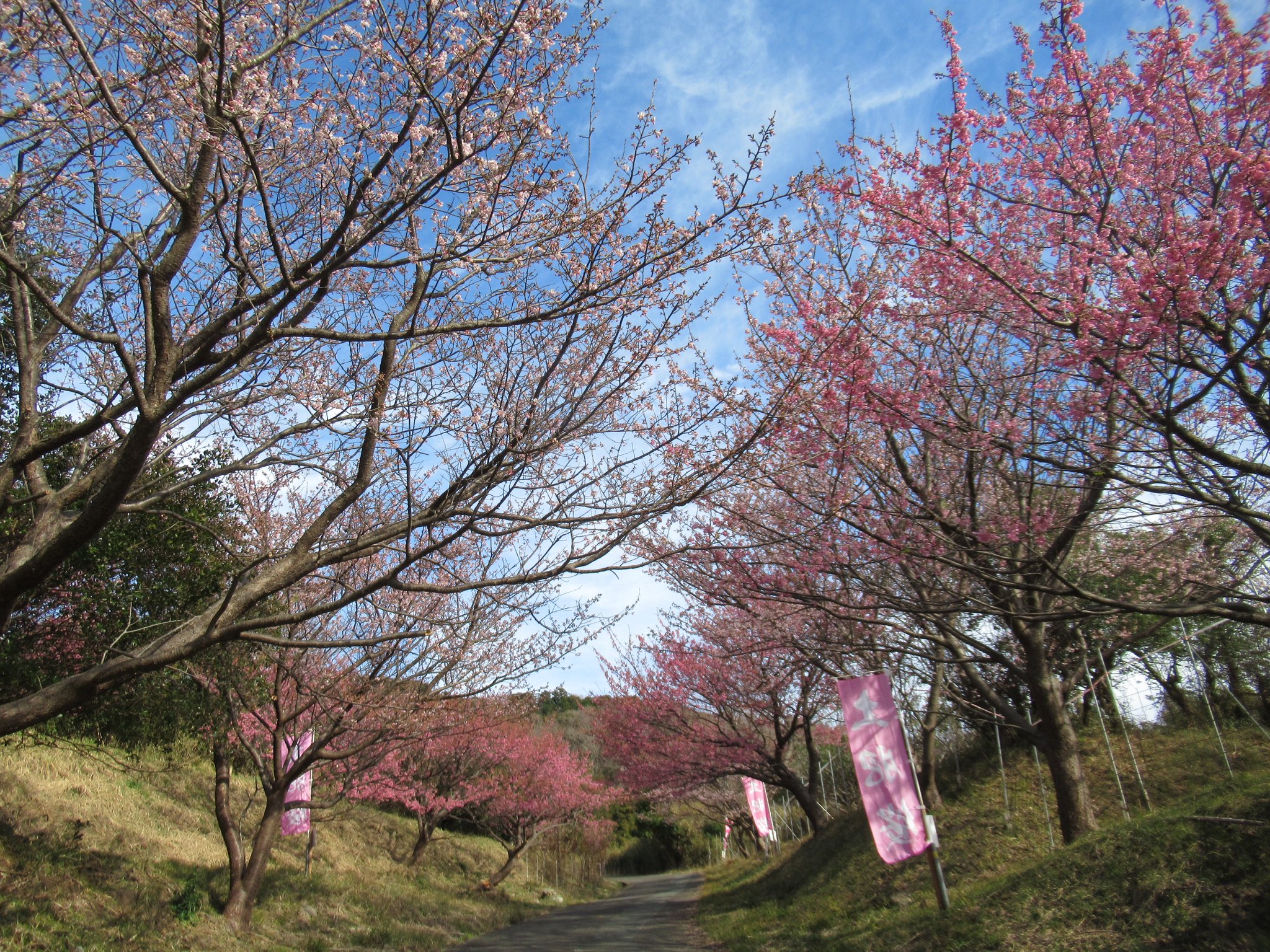 おまとめ二点　大自然　風と桜 2023年4月2週目 富士山と桜の写真が撮れる河口湖など開花状況