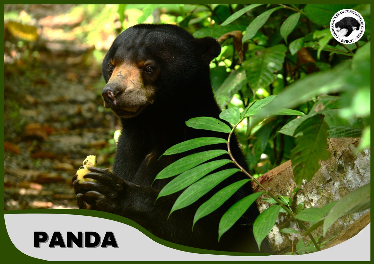 Sun Bear Biofuture tweet media
