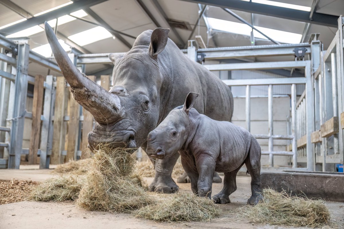 WestMidSafari's tweet photo. Hey Malaika! 👋

She is the sixth baby white rhino to join the Safari Park family in the past eight years! 🥰

Her birth marks another success with our involvement in a collaborative European breeding programme, conserving threatened species 🦏

#WMSP #HeyBaby https://t.co/NZPC5HdNnf