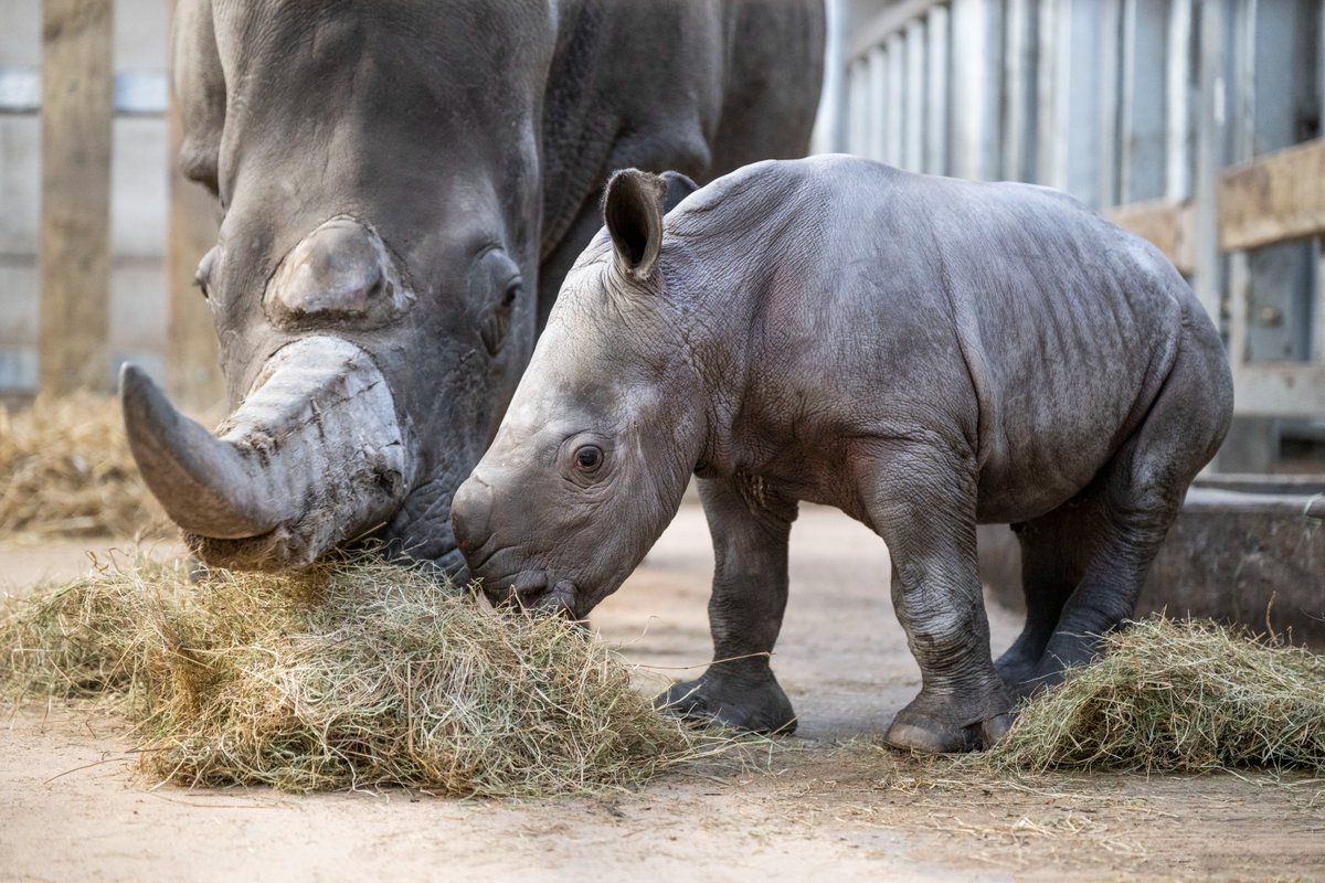 Hey Malaika! 👋

She is the sixth baby white rhino to join the Safari Park family in the past eight years! 🥰

Her birth marks another success with our involvement in a collaborative European breeding programme, conserving threatened species 🦏

#WMSP #HeyBaby