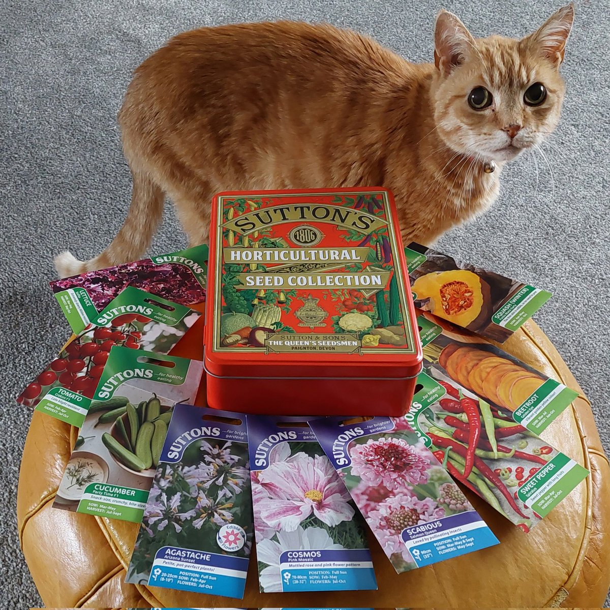 The Seed Fairy's been, thanks <a href="/suttons_seeds/">Suttons</a>. Veg Cucumber Party Time F1, Tomato Crokine F1, Lettuce Sulfita, Winter Squash Futsu Black Early, Beetroot Golden Eye, Sweet Pepper Spiralus. Flowers Scabious Salmon Queen, Cosmos Pink Mosaic, Agastache Arizona Sunset
#gardening #Cats