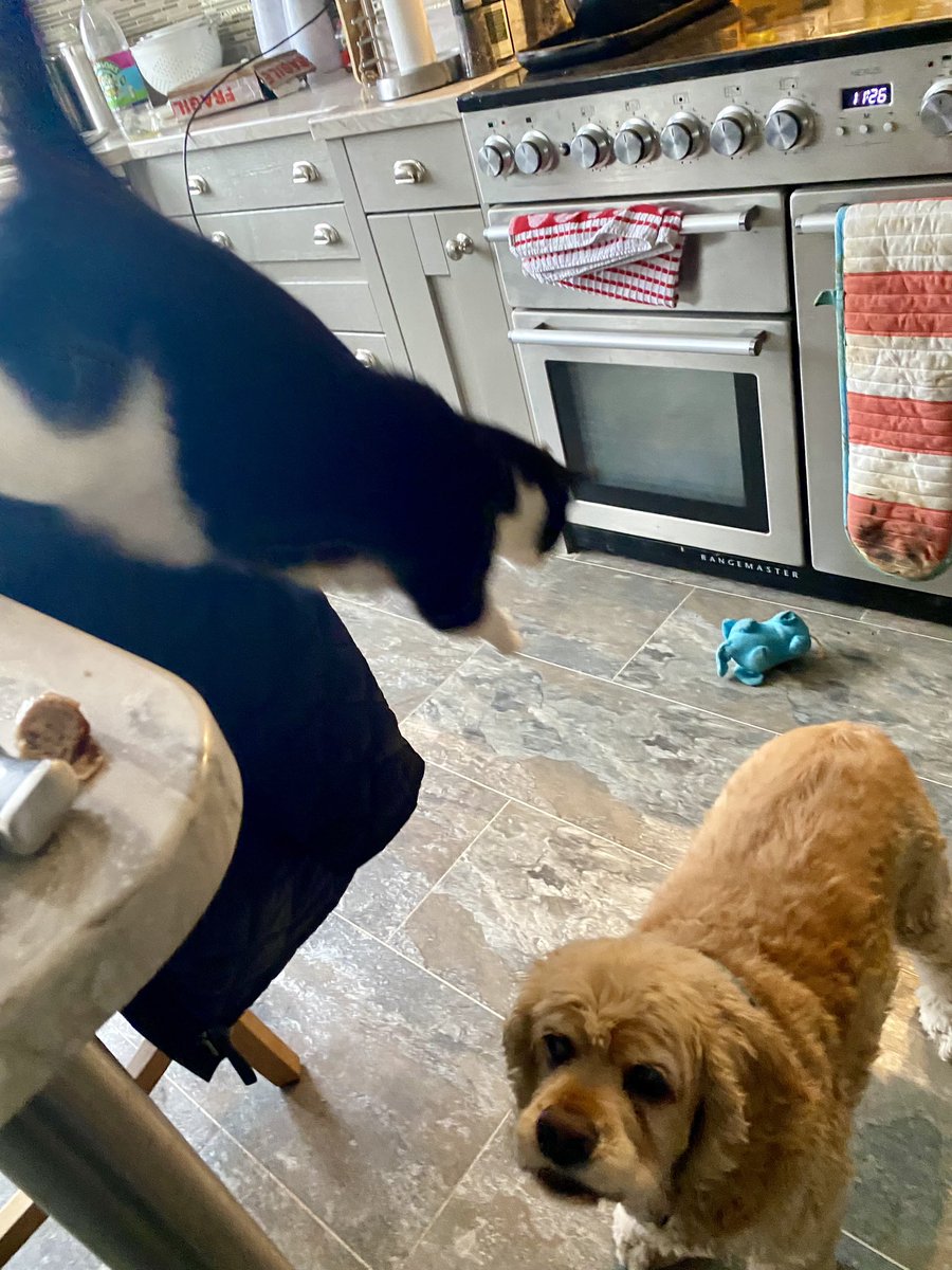 SpanielsSuper's tweet photo. Isky was so intent on waiting for his breakfast, he didn’t notice the carnage heading his way
#PussPutin is going to get you
#PoorIsky https://t.co/hxD9ryZvki