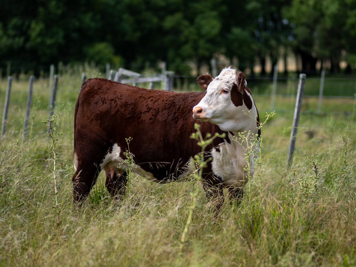 Cuarentena a campo ! Campeona ternera mayor prado 2022 ; hoy en el entore con DARWIN (Bolder ) . Esta <a href="/expodurazno/">Expodurazno</a> ya veremos algunos hijos ! #geneticamarcaelparaiso #hereford #herefordcattle #hereforduruguayo #americanheartassociation #farm #farmlife